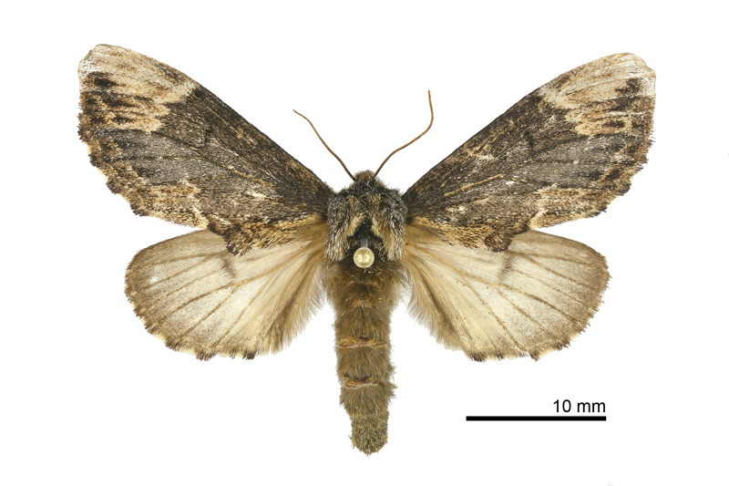 Hiradonta angustipennis Female